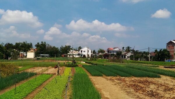 Làng rau Trà Quế Hội An