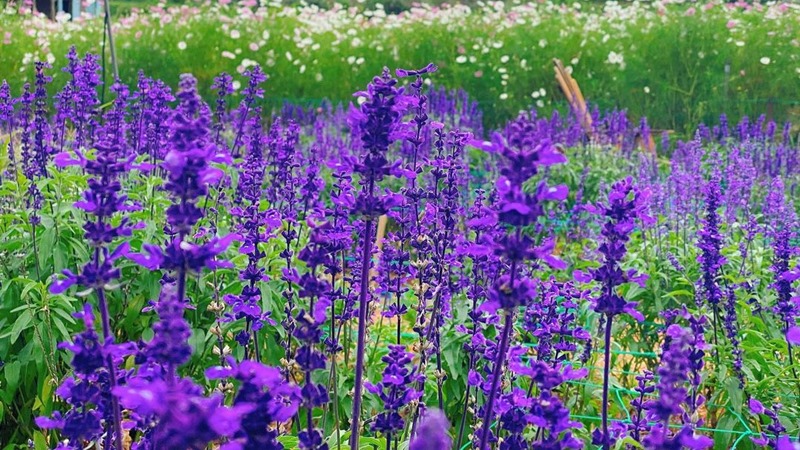 Hoa Oải Hương- Lavender