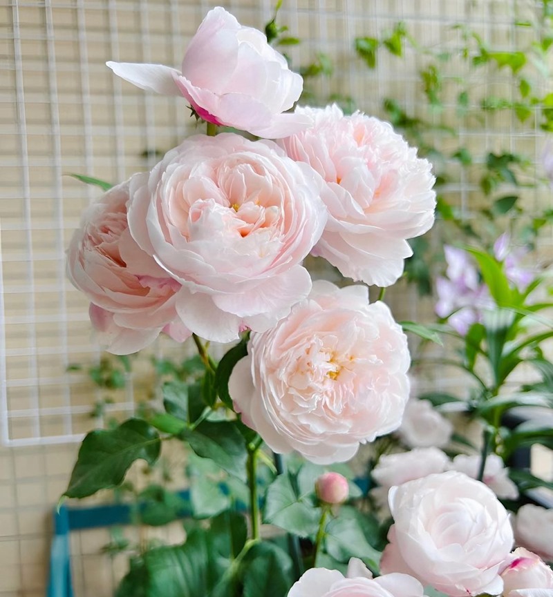 Hoa hồng xinh đẹp